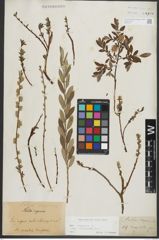 Foto von Salix repens subsp. incubacea (L.) A. Neumann